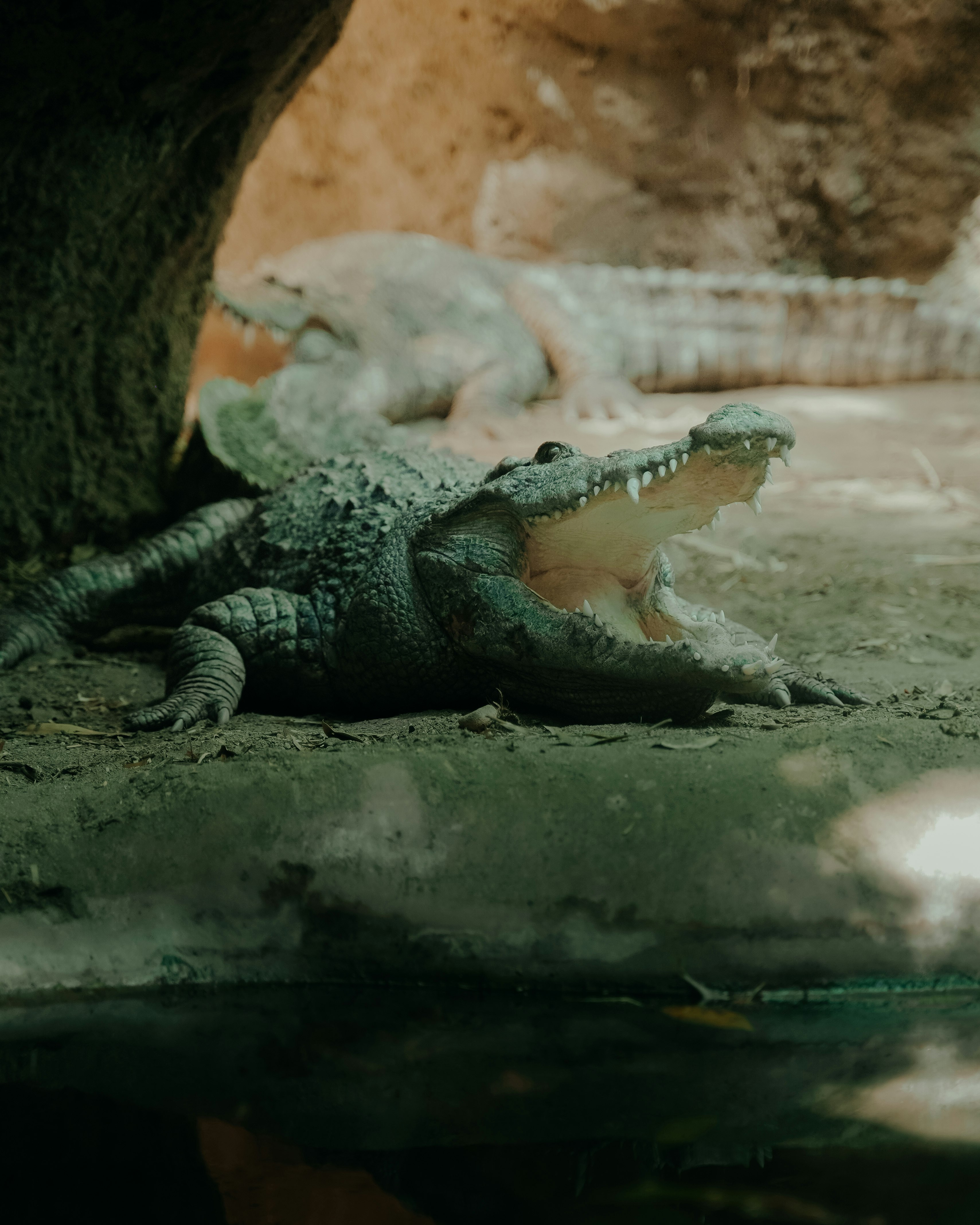 black crocodile on brown concrete floor